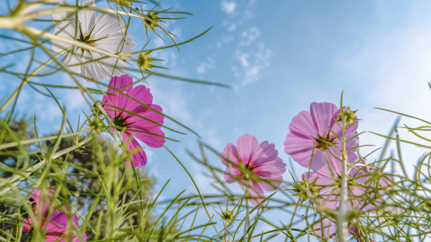 calliopsis