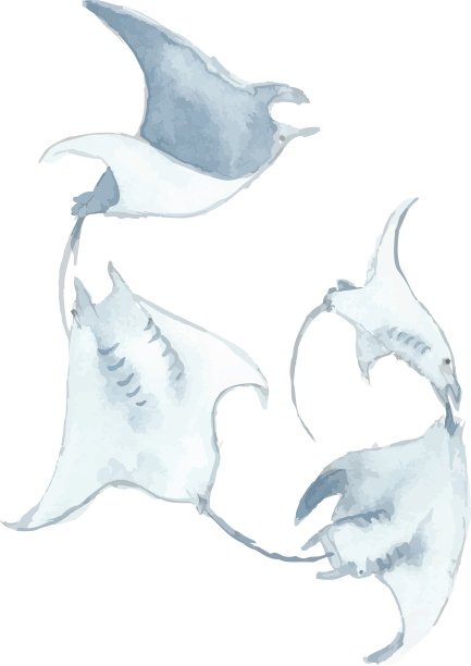 stingray