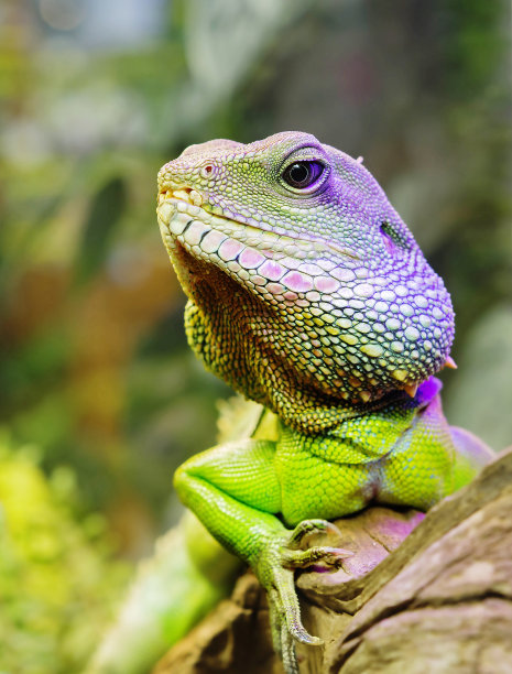 agama