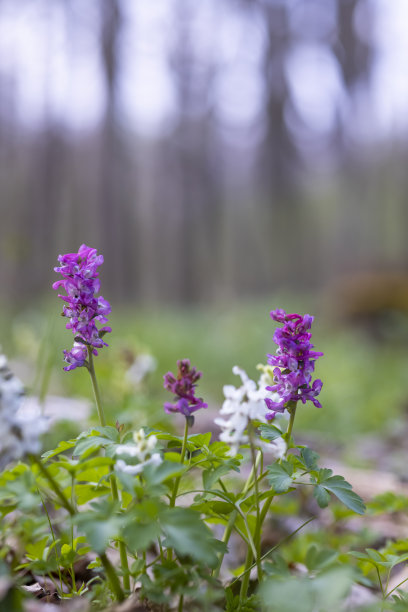 corydalis