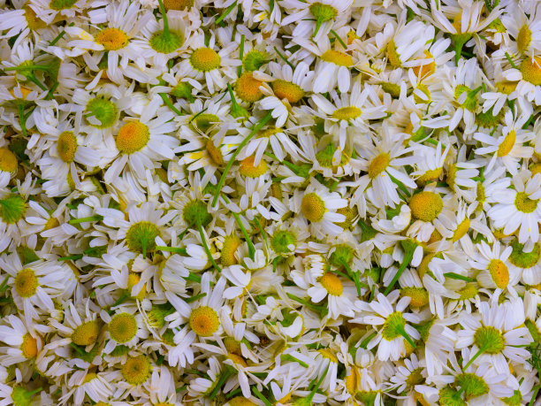 camomiles