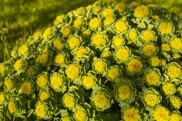 rhodiola