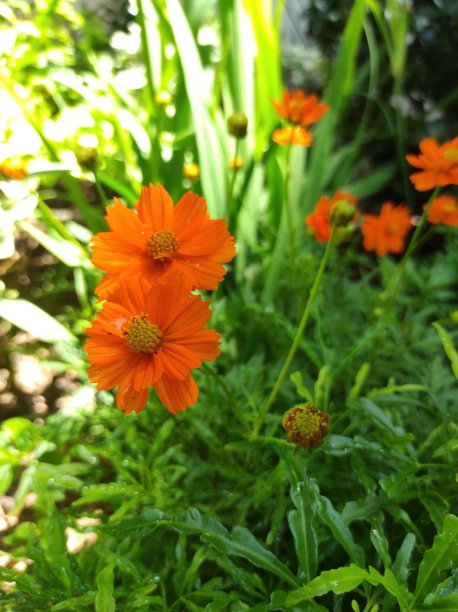 calliopsis