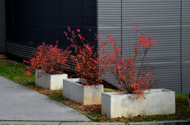 filipendula