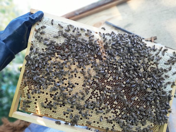 beekeeper