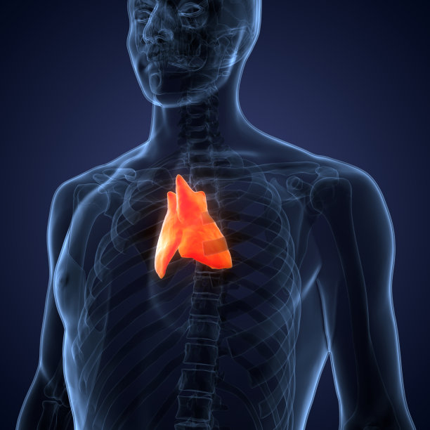 thymus