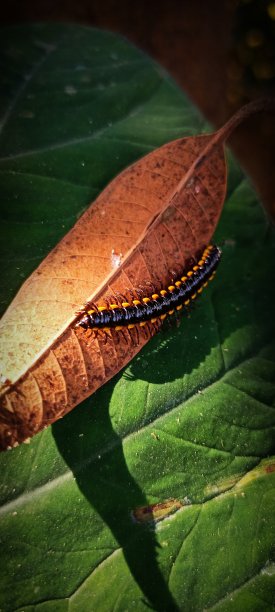 millipede