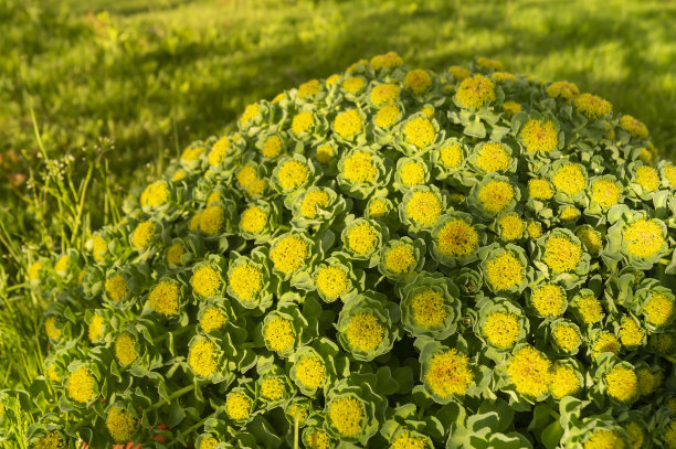 rhodiola