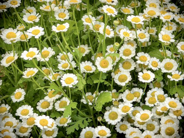 pyrethrum