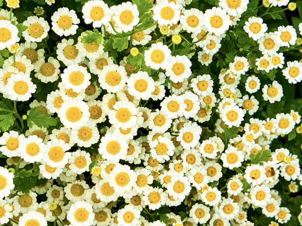 pyrethrum