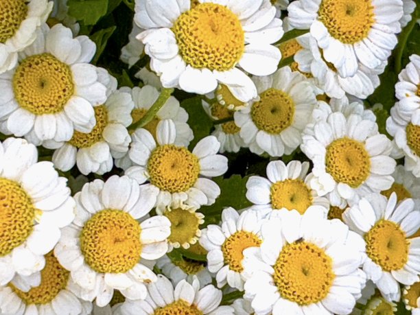 pyrethrum