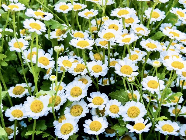pyrethrum