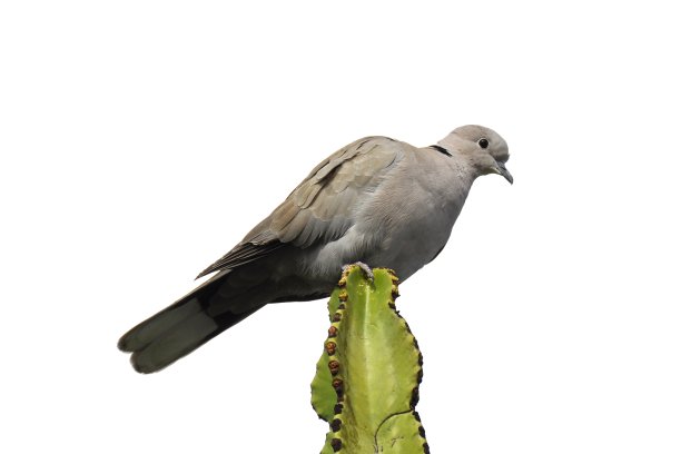 dove