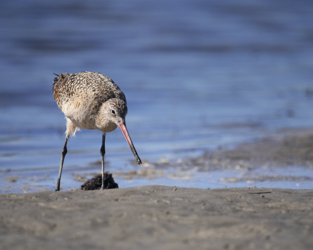 limosa