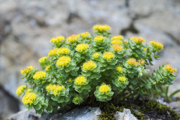 rhodiola