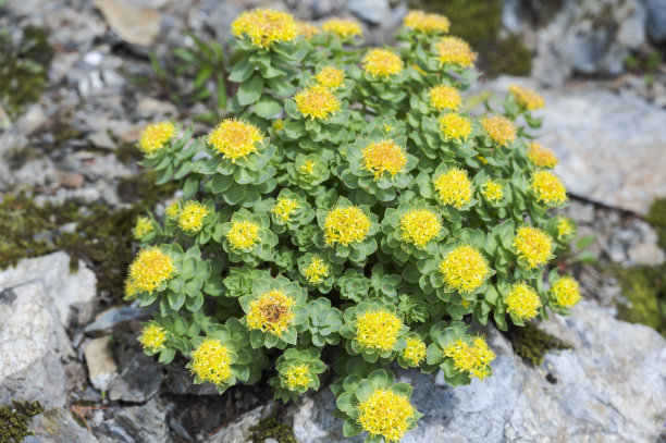 rhodiola
