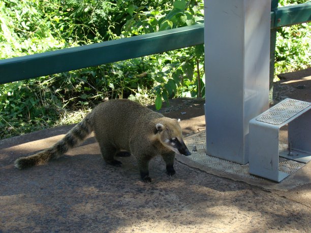 coatimundi