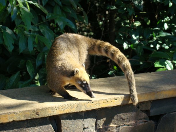 coatimundi