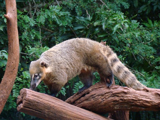 coatimundi