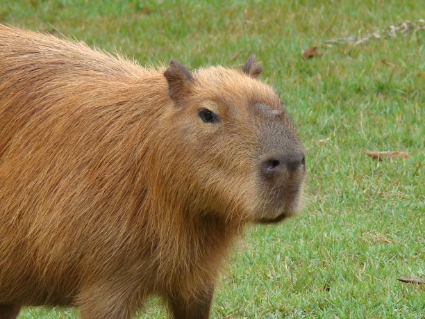 capybara