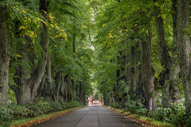 avenue