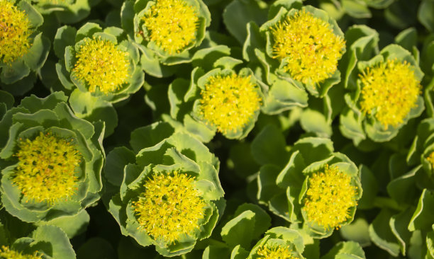 rhodiola