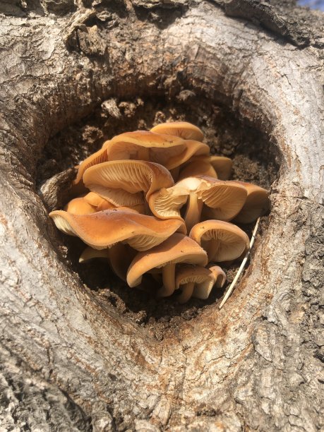 cortinarius