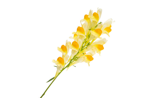 snapdragon