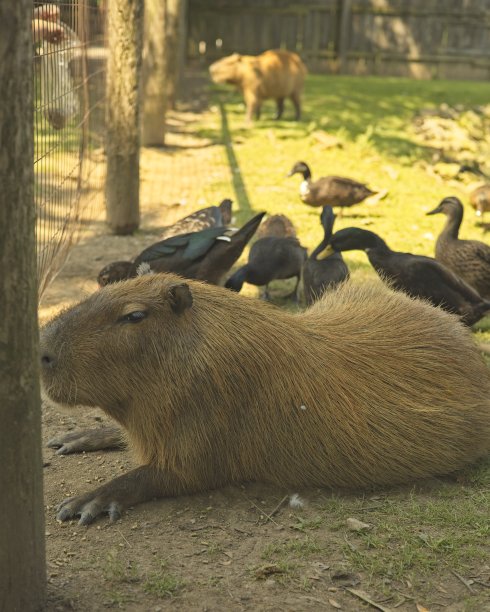 capybara