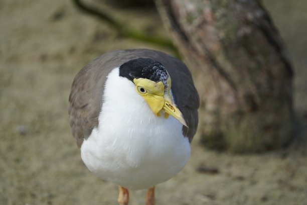 charadriiformes
