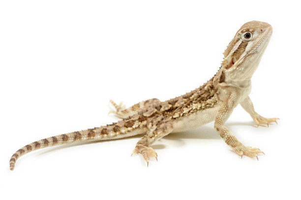 pogona