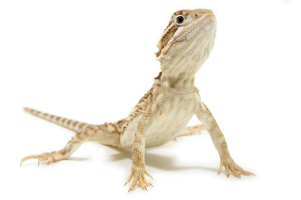 pogona