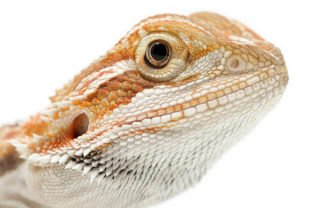 agama