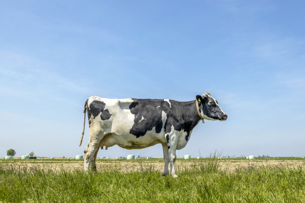 弗里斯兰奶牛