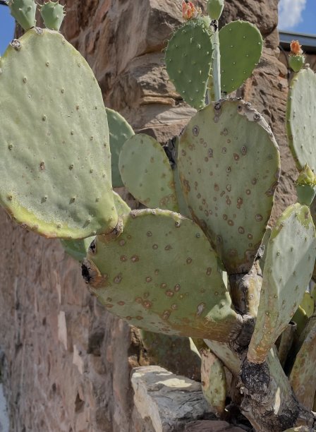 saguaro