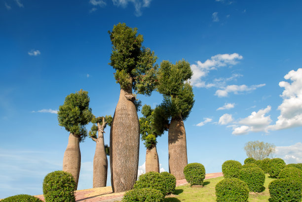 baobab