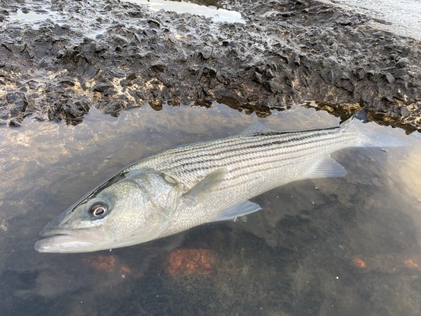 rockfish