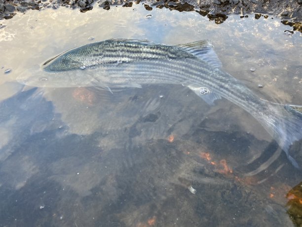 rockfish