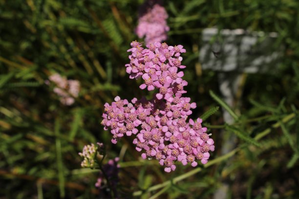 achillea