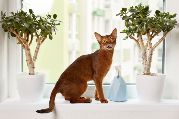 abyssinian猫
