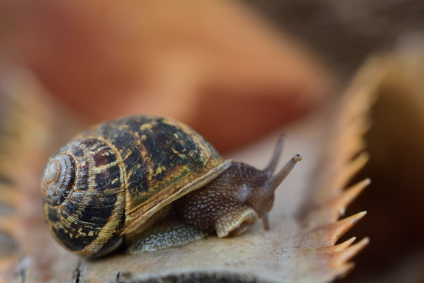 snail