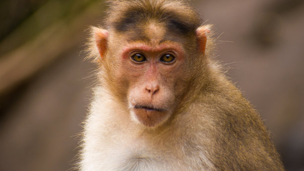 macaca