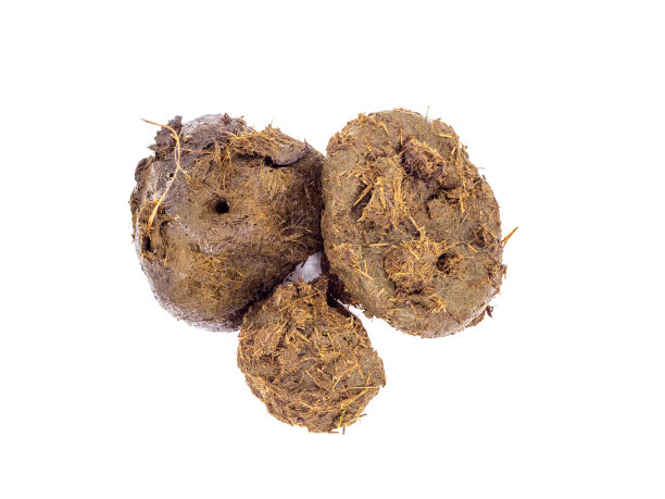 poo