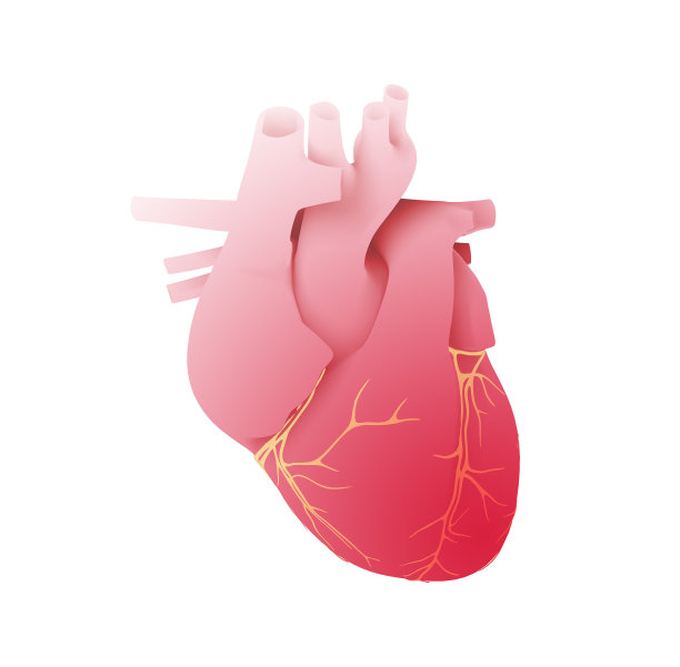 heart