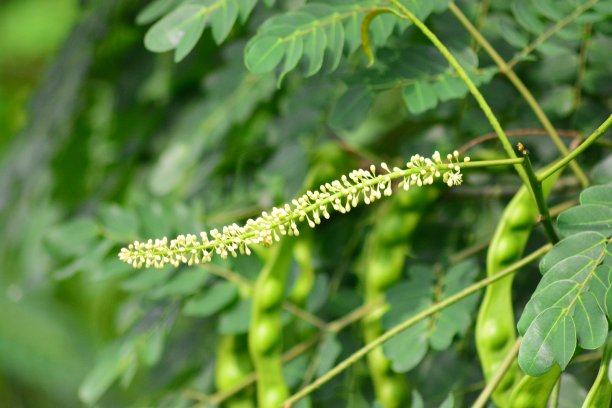 legume