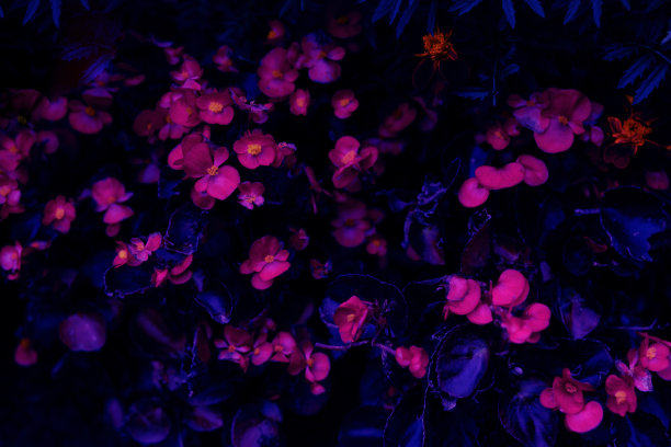 紫红色花卉幻彩背景