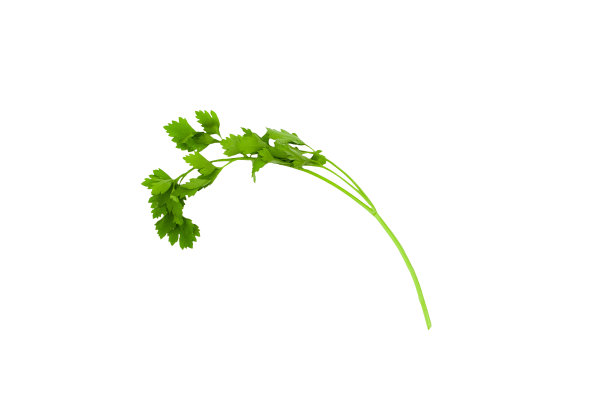 cilantro