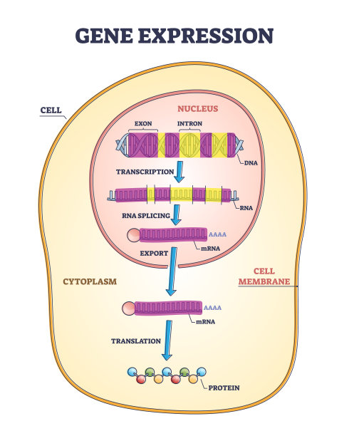 rna