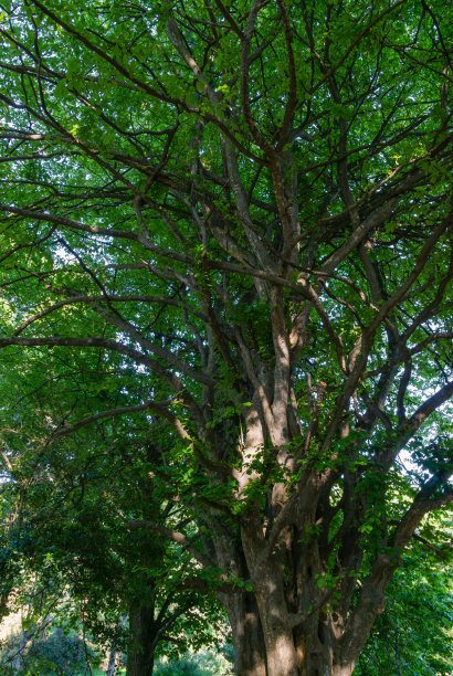 arboretum
