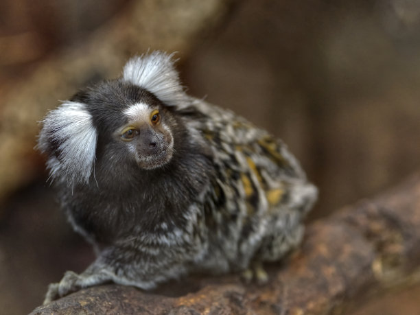 marmoset